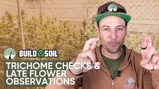 BuildASoil: 10x10 Series Update // Trichome Checks & Late Flower Observations