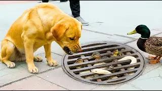 This Dog Begs for Help to Save Ducklings – Ducklings Trapped in a Storm Drain