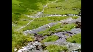 [CUTE ANIMALS] Sheep Falls Down Steep Hill