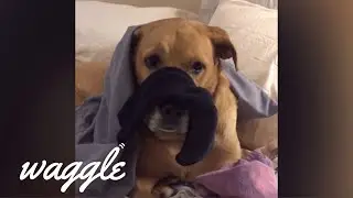 Pets Doing Chores | Funny Pet Fail Compilation