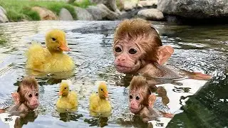 Beast baby monkey eating fruits - Cute & Funny Animal Today.
