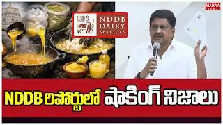 NDDB రిపోర్టులో షాకింగ్ నిజాలు | Minister Payyavula Keshav | Tirumala Laddu Issue | Mahaa News