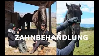 Zahnbehandlung der Pferde - was ist richtig, was ist wichtig zu wissen