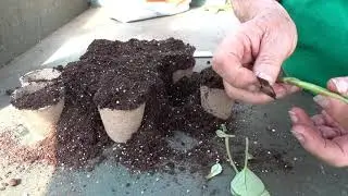 Sådan laver du stiklinge af dahlia