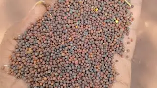 आज का सोयाबीन प्लांट भाव।आज सोयाबीन के बाजार भाव में तेजी की आग। #सोयाबीन 🔥🔥