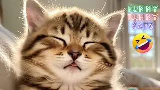 Get Ready to Laugh! 😂 Best Cat Moments Compilation 2025
