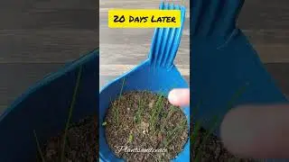 Rain Lily Seeds  Germination Results After 20 Days#gardening #plants #rainlily #lily #seeds #balcony