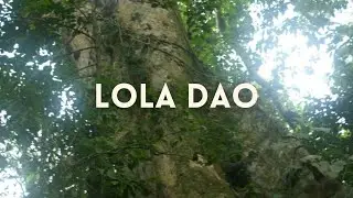 Lola Dao (UPLB Centennial Heritage Trees)