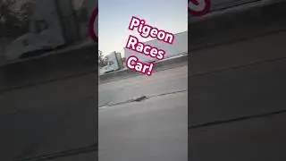 Pigeon Races Vehicle at 59 mph