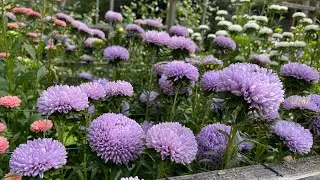 Harvesting China Asters (Callistephus chinensis)