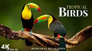 TROPICAL BIRDS 4K - Scenic Wildlife Film with Calming Music | Birds of Rainforest | 4K Video UHD