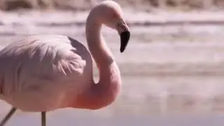 Чили-дикий уголок Южной Америки! Chile is a wild corner of South America!
