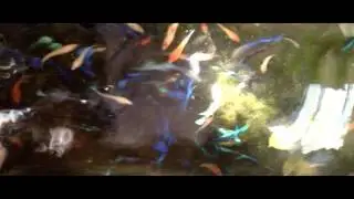 Bettas - Tipos y variedad de mi acuario