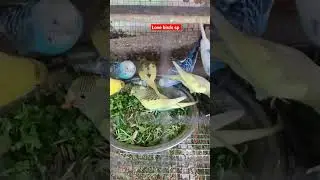 love birds daily food #rap #music #musica #trap #hiphop #birds #birdslover #lovebirds #parrot #fish