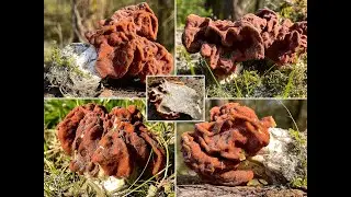 Pilzportrait - Riesenlorchel, Riesengiftlorchel, Riesenfr&uuml;hjahrslorchel | Gyromitra gigas
