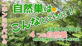 最近の自然巣（ニホンミツバチ）はこんな所に！半径3Km以内の4つの自然巣　和歌山県紀の川市