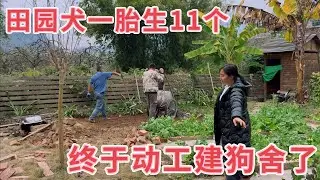 田园犬一胎生了11个，出生两个月终于要建新家了，媳妇平整场地，期待狗妈妈早日康复入住新家