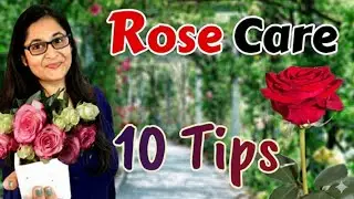 Rose flower laga ni ka tarika/ rose flower growing tips/rose flower growing tips with cutting/ rose 