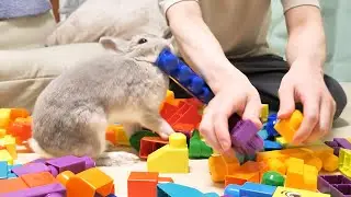 人間以上にはりきってブロック作り遊びをするうさぎさんがかわいいｗｗｗ