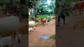 Funny COW Antics Caught on Camera!