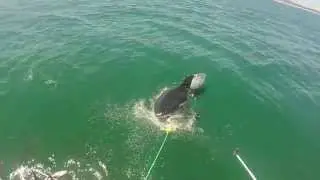 3 meter Great White Shark Surfacing for bait
