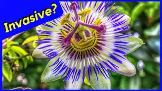 Is it Worth it? (Invasive Plants)