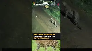 Elephant and leopard roam at same spot in Gudalur, CCTV footage sparks fear