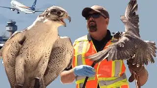 How Do Birds Keep Airports Safe? Bird Man Explains at Toronto Pearson Airport