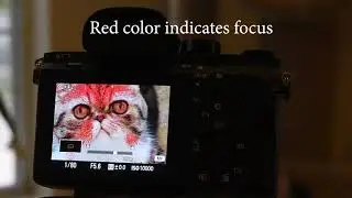 Sony A7sII Focus Peaking Test