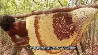 两兄弟真硬核，用&ldquo;土方子&rdquo;采下40斤野蜂蜜，一口吃下去都爆浆了