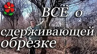 Всё о сдерживающей обрезке. Нюансы любых видов обрезки.