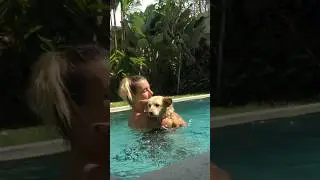 Puppy Scared Of Water Is So Brave Now l The Dodo #animals #dodo #dogs