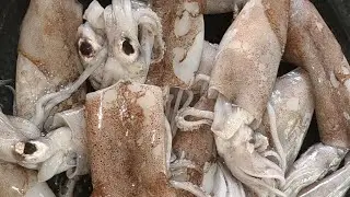 കണവ/കൂന്തൽ പച്ച തേങ്ങ അരച്ച്‌ വറ്റിച്ചത്/Squid Coconut Vattichathu#cooking #food #recipe #trending