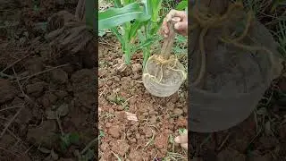 So Saving! DIY Root Fertilizer Tool, No Waste Direct Delivery