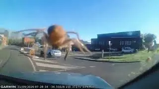 Spider is on the Car roof, oh shitttt a spider, spider prank #shorts