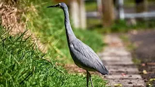 Mt Richmond Herons, Auckland, New Zealand