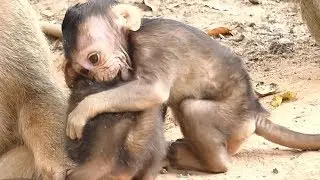 So Pity Baby Bellona Hurt Crying Cos Big Boy Titan Bite Cute Baby | Newborn Babies Monkey