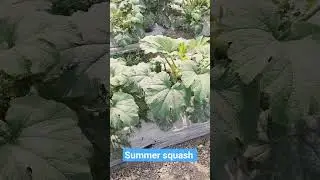 Summer squash
