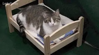 IKEA Cat Bed Update - Duktig Doll Bed - One Small Change