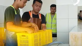 🔴 Live Vannamei Shrimp Sorting | Daily Activity at BUBK Indonesia