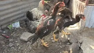 अब फार्ममा surprise आउने वाला छ।Fighter are fully active🐓Ducks and pigeon are ready to breed. 