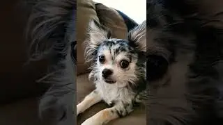 Chihuahua Eye Colors