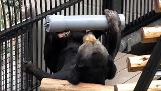 福岡市動植物園 マレーグマの食事ほか (2013.10.23)