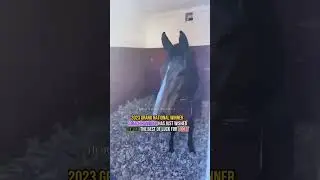 🐴Corach Rambler 🤝 Hewick🐴 ahead of the 2025 Aintree Grand National today