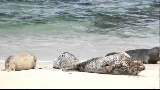 Seals bouncing on the beach