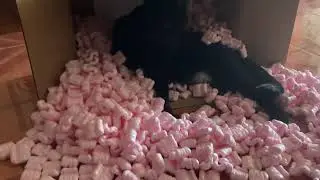 My cat is Black Hole - Received by DHL Express