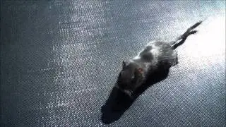 Hammieworldrox488`s 2,000 subscriber Summer contest Entry