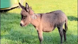Predator Control added Again! #rescue #donkeys