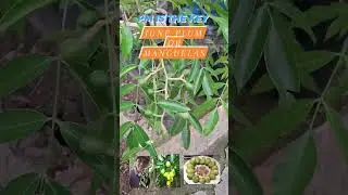 june plum or manguelas @zncslifegarden pm or csll now 09478154699