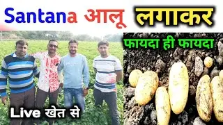 santana आलू की किस्म की आलू का साइज । santana आलू की खेती।